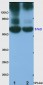 Angiopoietin 4 Polyclonal Antibody