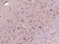 FAM98A Polyclonal Antibody