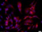 CASPR Polyclonal Antibody