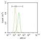 CASPR Polyclonal Antibody
