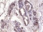 ESE1 Polyclonal Antibody
