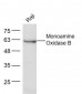 Monoamine Oxidase B Polyclonal Antibody