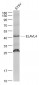 ELAVL4 Polyclonal Antibody
