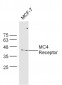 MC4 Receptor Polyclonal Antibody