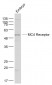 MC4 Receptor Polyclonal Antibody