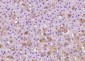 Adrenodoxin Polyclonal Antibody