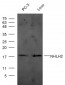 NHLH2 Polyclonal Antibody