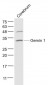 Gemin 1 Polyclonal Antibody