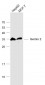 Gemin 2 Polyclonal Antibody