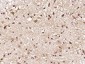 Gemin 2 Polyclonal Antibody