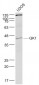 QK1 Polyclonal Antibody