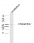 RND2/Rho7 Polyclonal Antibody