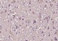 CBLN1 Polyclonal Antibody