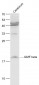 GMF beta Polyclonal Antibody