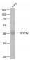 SRPX2 Polyclonal Antibody