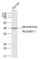 Neurotensin Receptor 1 Polyclonal Antibody