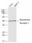 Neurotensin Receptor 1 Polyclonal Antibody