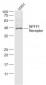 NPFF1 Receptor Polyclonal Antibody