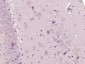 NPFF1 Receptor Polyclonal Antibody