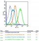 GPRC5B Polyclonal Antibody