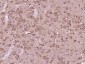 KCNG1 Polyclonal Antibody