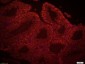 DAZL Polyclonal Antibody