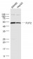 FUT2 Polyclonal Antibody