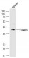 Fragilis Polyclonal Antibody