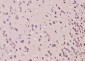 JLP/MAX binding protein Polyclonal Antibody