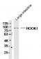 HOOK1 Polyclonal Antibody