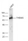 THEMIS Polyclonal Antibody