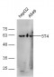 5T4 Polyclonal Antibody