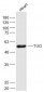 TUG Polyclonal Antibody