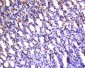 Acidic Calponin Polyclonal Antibody