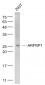 ARFRP1 Polyclonal Antibody