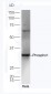 Phospho1 Polyclonal Antibody