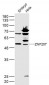 ZNF207 Polyclonal Antibody