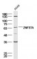 ZNF37A Polyclonal Antibody