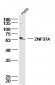 ZNF37A Polyclonal Antibody