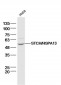STCH/HSPA13 Polyclonal Antibody
