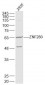 SUHW1/ZNF280 Polyclonal Antibody