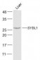 SYBL1 Polyclonal Antibody