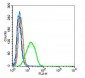 Biliverdin Reductase Polyclonal Antibody