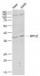 BPOZ Polyclonal Antibody