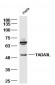 TADA3L Polyclonal Antibody