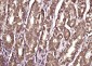 Cytohesin 2 Polyclonal Antibody