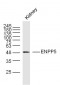 ENPP5 Polyclonal Antibody