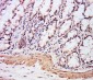 EXOSC7 Polyclonal Antibody
