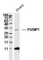 FUSIP1 Polyclonal Antibody