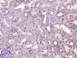 GABPA Polyclonal Antibody